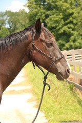 Fototapeta premium beautiful horse portrait 