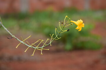 Flor