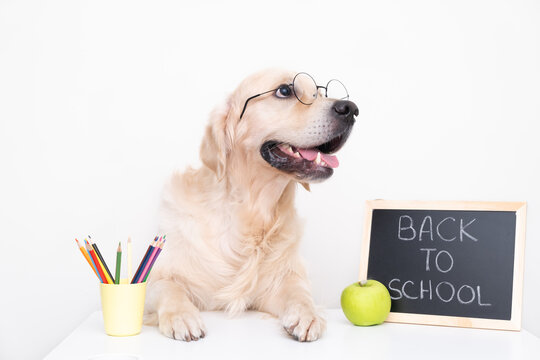 Cute golden retriever in glasses with chalkboard. The dog at the desk collects pencils for study. Back to school concept.