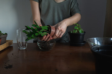Woman hands repotting a houseplant (ZZ plant), inside an apartment, on top of a wooden table with dirt and others houseplants on the background. Moody style.