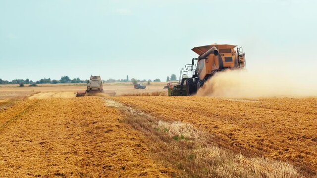Wheat harvesting on field in summer season. Wide chaff spreading by combine harvester with rotor separation. Process of gathering crop by agricultural machinery: cuts and threshes ripe wheat grain