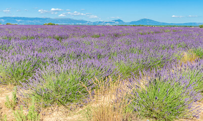 Fototapeta premium Champ de Lavandes sur le plateau de Valensole en Provence