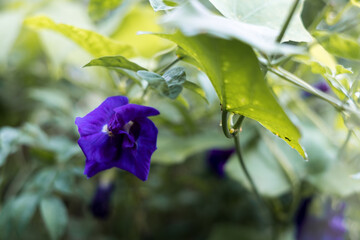 Obraz na płótnie Canvas Blue flower (butterfly pea) on branch with leaves green background
