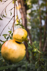 Close up fruit pomegranate  (Punica granatum) on branch like a yellow duck.
