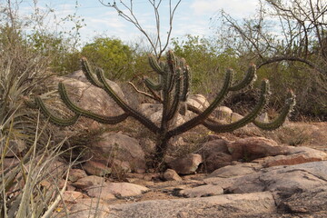 mandacaru, thorn, bush, travel, tourism, vegetable, plant, stone, dry, natural vegetation, caatinga, hinterland, nature, desert, dry tree.