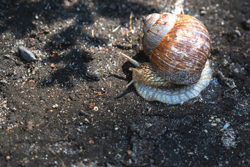 A large snail crawls slowly in the wild