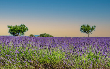 Champs de lavande en Provence sur le plateau de Valensole