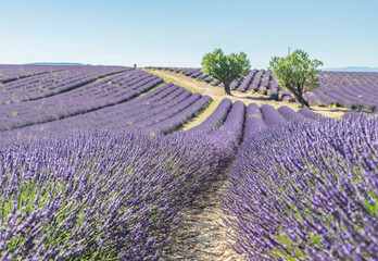 Obraz na płótnie Canvas Champs de lavande en Provence sur le plateau de Valensole