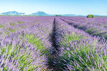 Fototapeta na wymiar Champs de lavande en Provence sur le plateau de Valensole