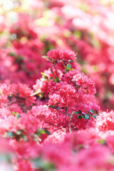 Nature background with spring flowers. Selective and soft focus.