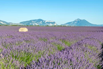 Tuinposter Champs de lavande en Provence sur le plateau de Valensole © Bernard