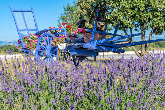 Champs de lavande en Provence sur le plateau de Valensole