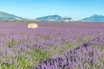 Fotobehang Champs de lavande en Provence sur le plateau de Valensole © Bernard