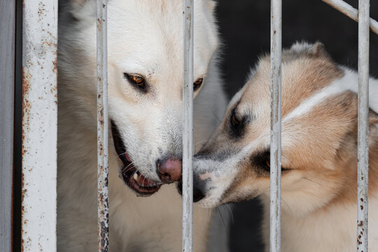 Two stray dogs in a cage behind the bars of an aviary in a shelter for dogs or stray animals against a blurred background. The concept of abandoned animals in the lock after the capture of stray dogs.