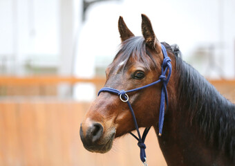 Closeup of a young clever and gentle rider schooling horse