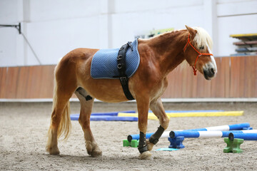 Closeup of a young clever and gentle rider schooling horse