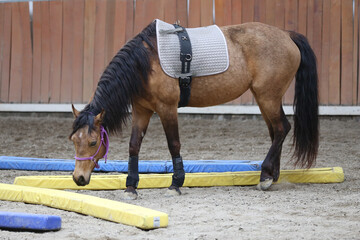 Closeup of a young clever and gentle rider schooling horse