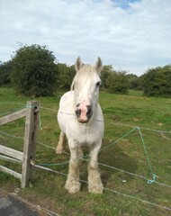 white horse in the field