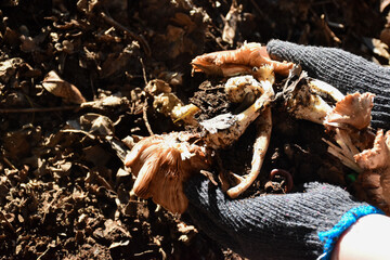 Houseowner is mixing dried leaves, dirt, mushroom, fruits and vegetable together to make the compost in backyard of the house, Soft and selective focus, concept for waste management  at home.