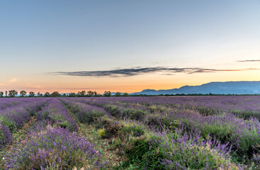 Fototapeta na wymiar soleil levant sur un champ de lavande sur le plateau de Valensole en Provence