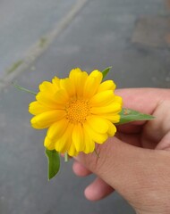 hand holding sunflower