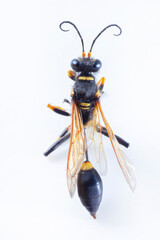 Black and Yellow Mud Dauber