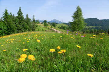 Mountain landscape with yellow flowers in the foreground,  mountain Homyak on the horizon. Ukraine, Carpathians.