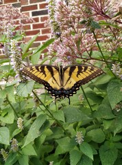 tiger swallowtail