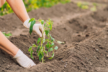 Woman hands in gloves Planting tomato sprouts in the ground