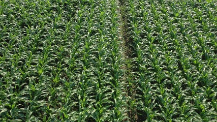 Naklejka premium Corn field with young plants on fertile soil on sunny morning day