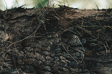 BANNER Close-up shot Hard wood outer layer of pine bark tissue surface stem. Horizontal. Texture light and dark brown colour abstract background. Beauty power in nature. More mood collection in stock