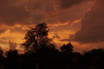 silhouette of trees on a sunset background 