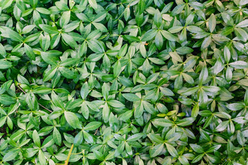Green leaves background of small tiny myrtle leaves, Vinca minor is a species of flowering plant in...