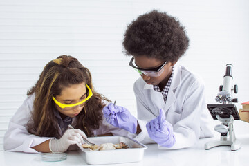 Two diverse teenage African black male and Caucasian white female students doing frog operations...
