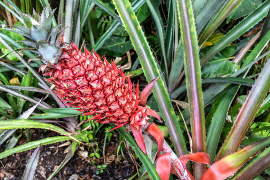 Ananas bracteatus (red pineapple, pink pineapple) is a exotic species of the pineapple in Brazil