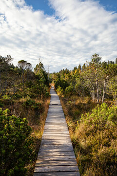 Boardwalk amidst plants and trees at Murnauer Moos, Bavaria, Germany
