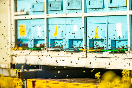 Swarm of honey bees flying in front of beehives