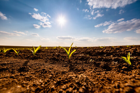 Sun shining over corn seedlings growing in plowed field