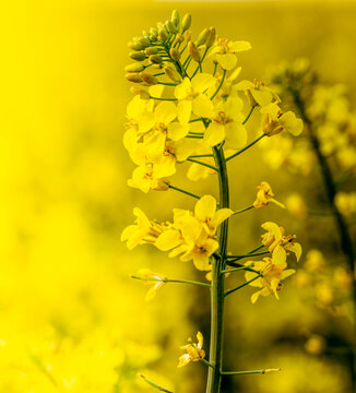 Oilseed rape blooming in summer