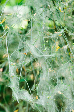 Tree branches covered in webs of ermine moths