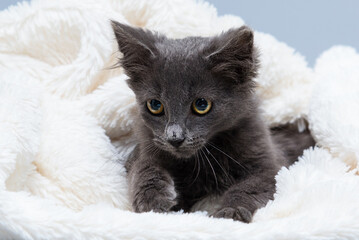 gray kitten in a white comfortable blanket