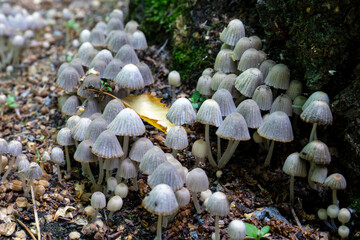 Toadstools mushroom in the forest. Yellow leaf among poisonous mushrooms. Toadstools close-up.