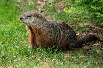 Naklejka na ściany i meble Groundhog in grass