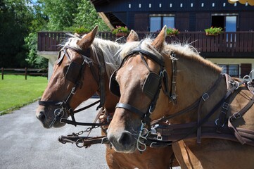 Obraz premium Chevaux Comtois