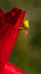 Araignée jaune sur un coquelicot