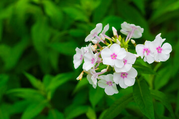 white street flowers. flowers that grow in the garden. incredible street flowers. forest flowers