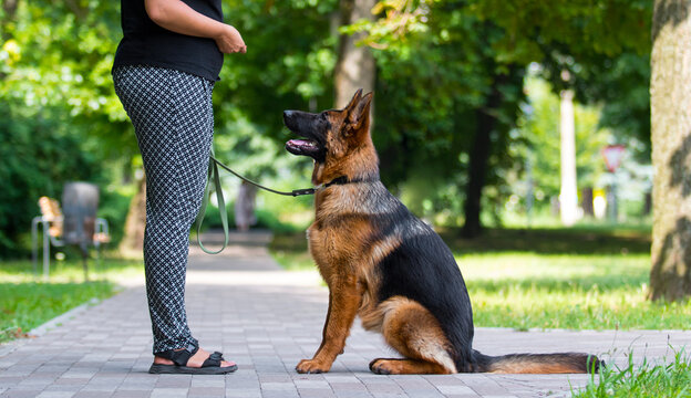 dog handler trains the dog to sit for the team
