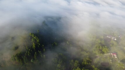 Fototapeta premium fog in the forest