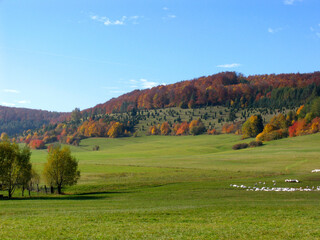 Fototapeta na wymiar Bunte Blaetter verschoenern den Herbst. Colorful leaves brighten up the autumn. 