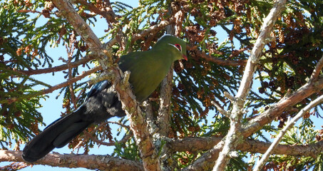 Striking colored Knysna turaco isolated in a tree